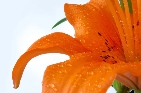 아름 다운 오렌지 릴리 — 스톡 사진