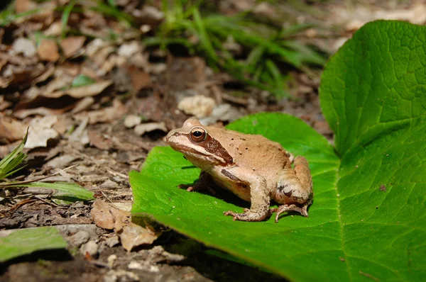 Żaba jest usytuowanie w duży liść zielony — Zdjęcie stockowe