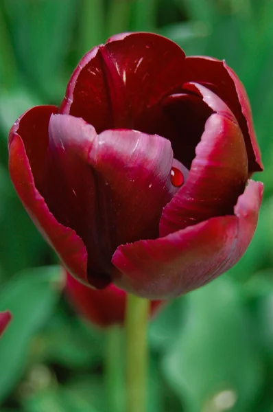 Тільки красивий червоний тюльпан в саду — стокове фото