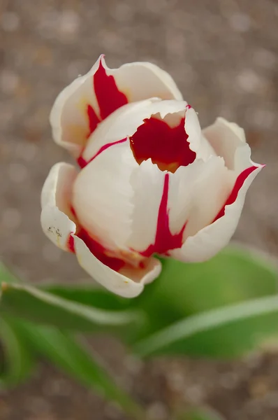 Μόνο όμορφο τριαντάφυλλο κόκκινο-λευκό — Φωτογραφία Αρχείου