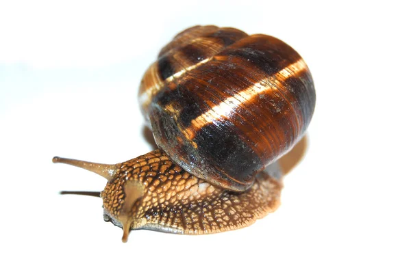 Garden Snail On White Background Isolated Slow Sticky Stock Photo