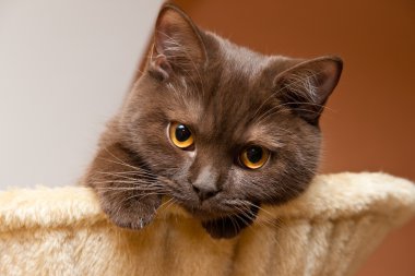 İngiliz kedi görünüyor
