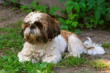 Shih tzu köpek yeşil çimenlerin üzerinde