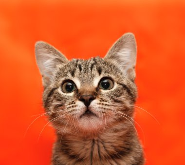 Close up of tabby cat clipart