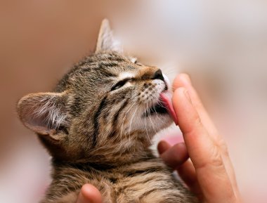 Kitten licking finger clipart