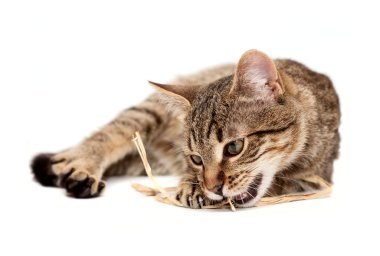 Tabby cat lying on white clipart