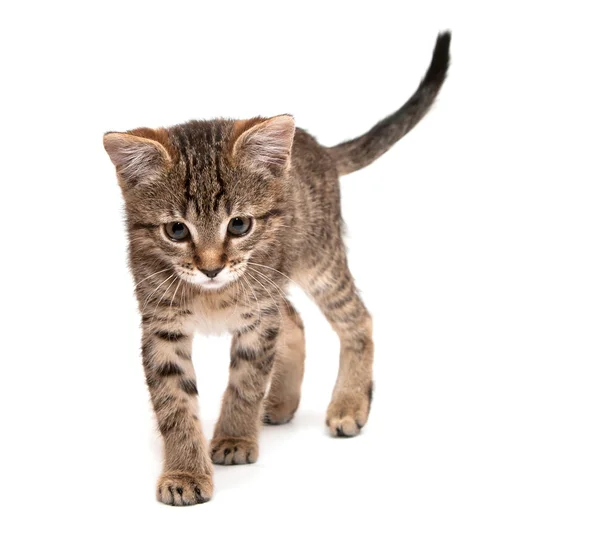 ลูกแมวเดิน — ภาพถ่ายสต็อก