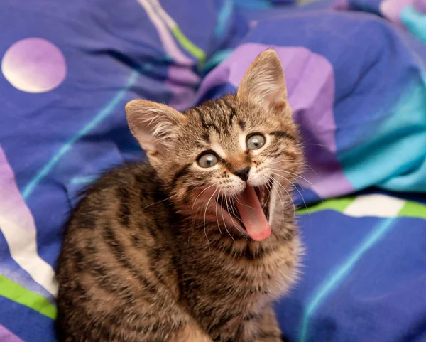 Kedi esneme — Stok fotoğraf