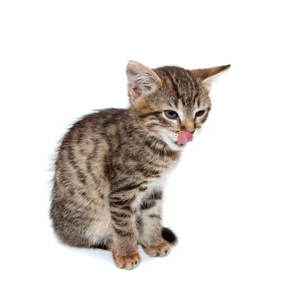 Kitten likt lippen — Stockfoto
