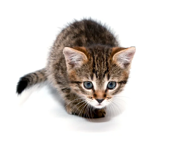 Kitten klaar om te vallen — Stockfoto