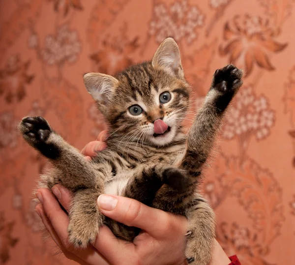 Wassen kitten — Stockfoto