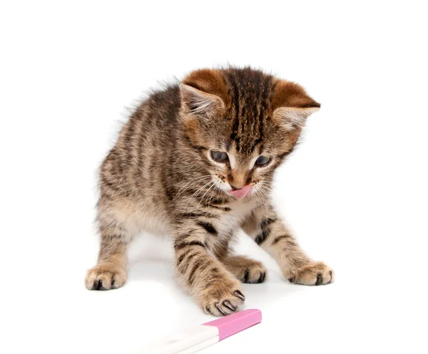 Kitten plays — Stock Photo, Image