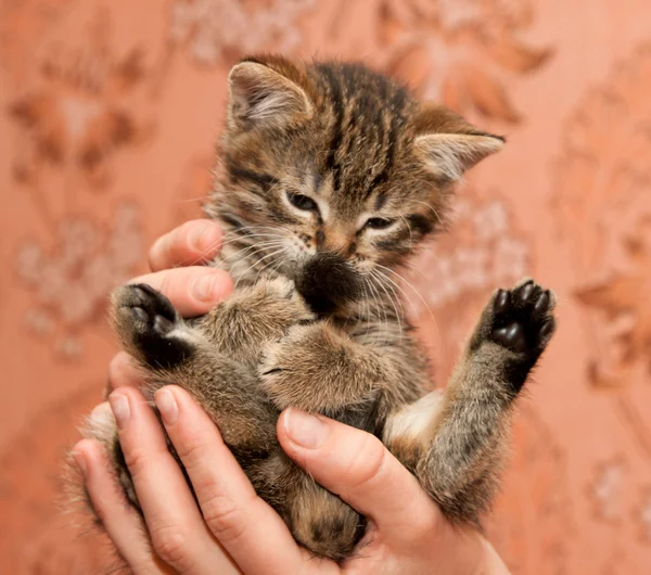 세척 고양이 — 스톡 사진