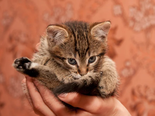 세척 고양이 — 스톡 사진