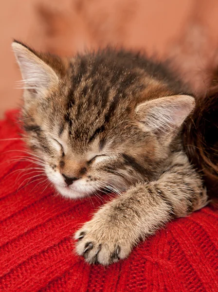Сонний кошеня — стокове фото