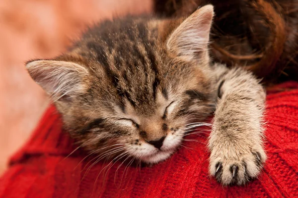 Сонний кошеня — стокове фото