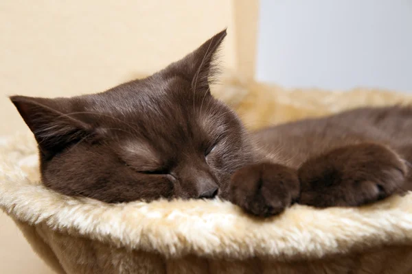 영국 고양이 잠 — 스톡 사진
