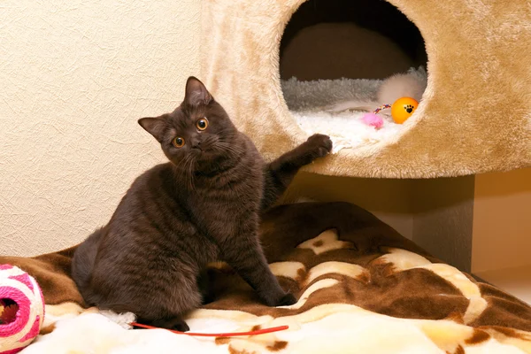 Kočka hraje u jejího domu — Stock fotografie