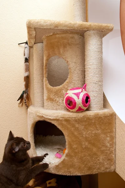 Kot gra w pobliżu jej domu — Zdjęcie stockowe