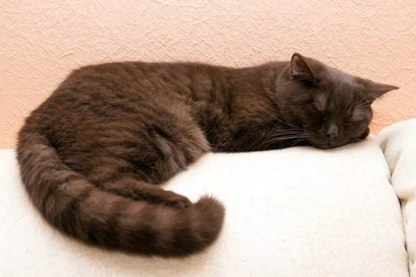 Kot śpi na kanapie — Zdjęcie stockowe