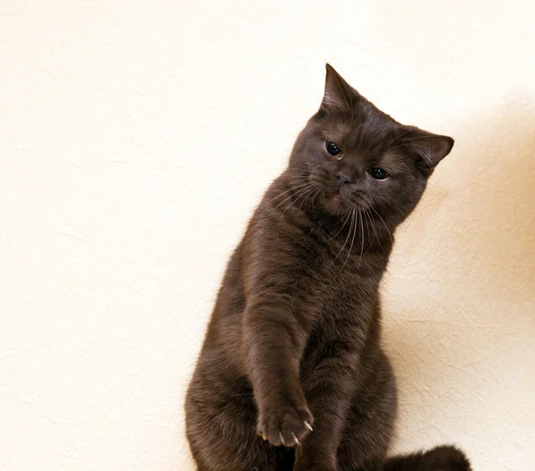 Gato cinza tenta morcego — Fotografia de Stock