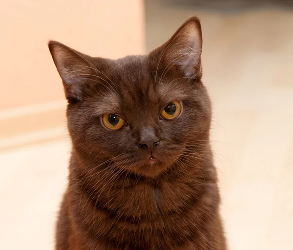 Cat British Shorthair guarda — Foto Stock