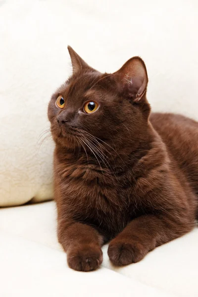 Gato marrón británico taquigrafía —  Fotos de Stock
