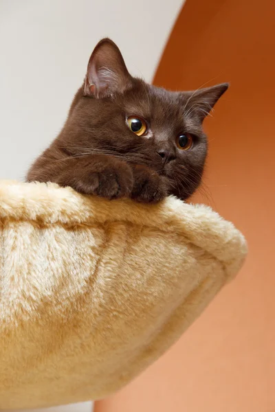 Śmieszny kot w kosz — Zdjęcie stockowe