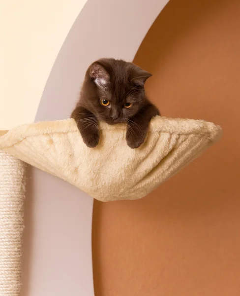 Gato engraçado em uma cesta — Fotografia de Stock