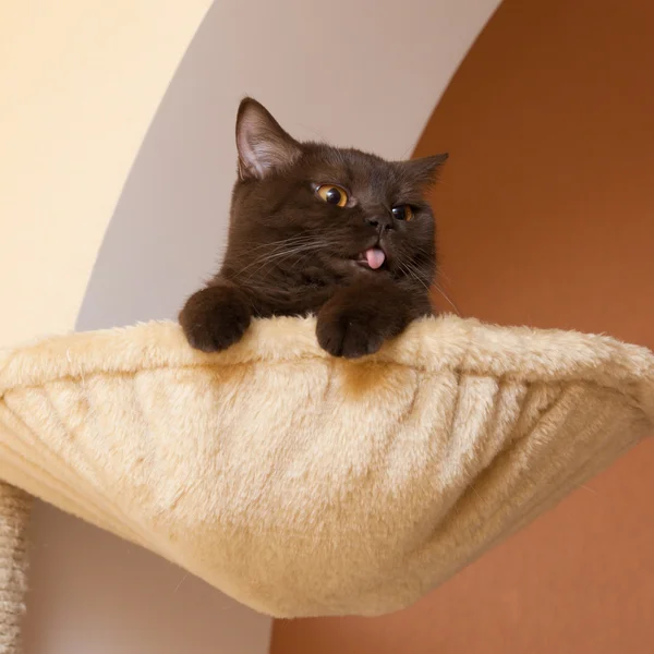 Смешной кот в корзине — стоковое фото