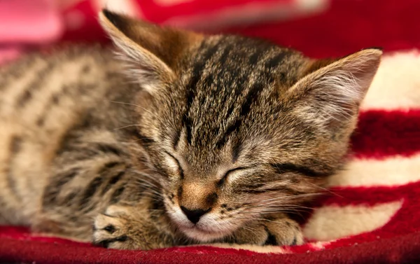 Rayas gatito duerme — Foto de Stock