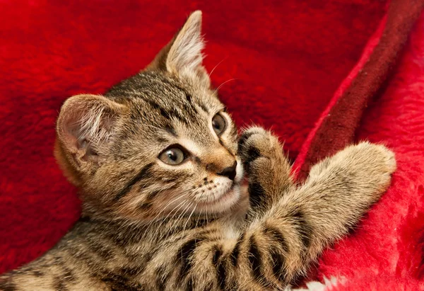 Prokládané kotě na červené — Stock fotografie