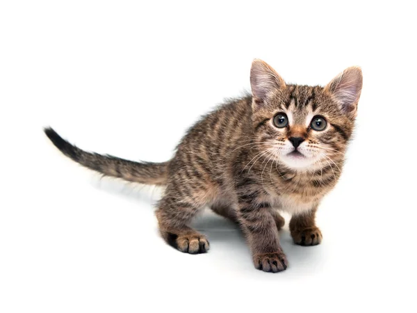 Kitten looks upwards — Stock Photo, Image