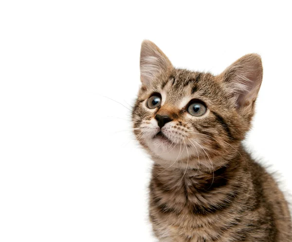 Kätzchen blickt nach oben — Stockfoto