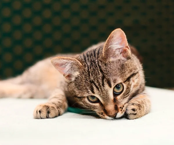 Cat looking into camera — Stock Photo, Image
