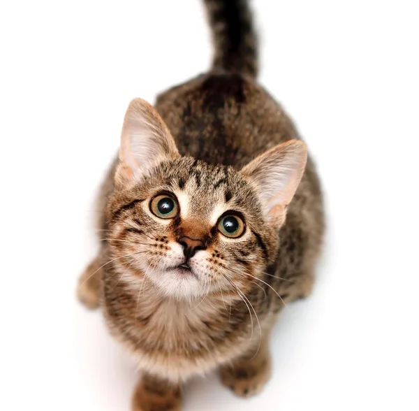 Kitten sits on white background — Stock Photo, Image