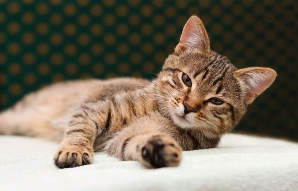 Tabby Cat laying on side — Stock Photo, Image