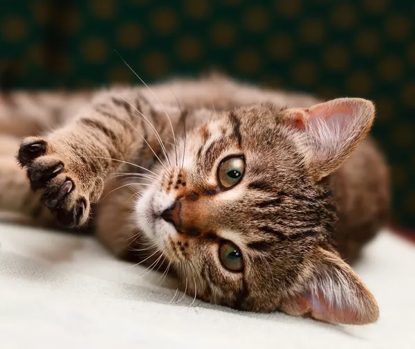 Tabby gato que coloca no lado — Fotografia de Stock