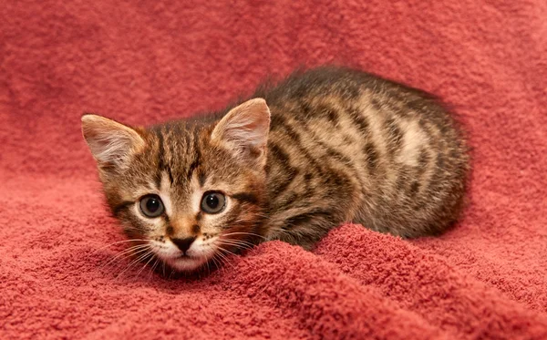 Pequeño gatito tabby en un marrón — Foto de Stock