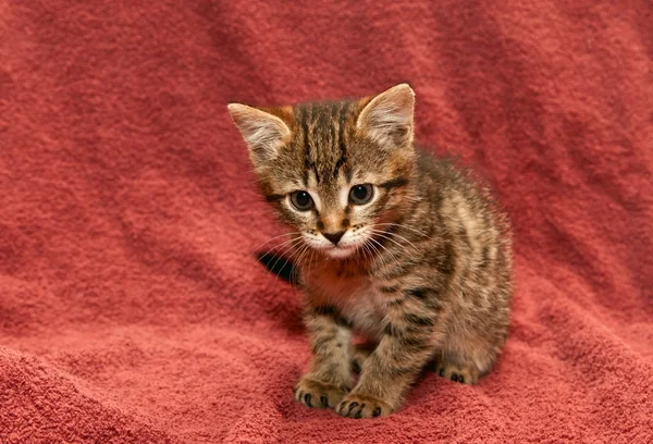 Pequeno gatinho tabby em um marrom — Fotografia de Stock