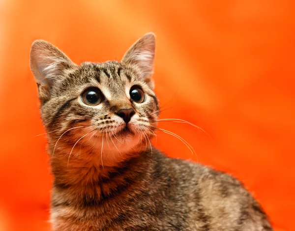 Detailní záběr mourovatá kočka — Stock fotografie