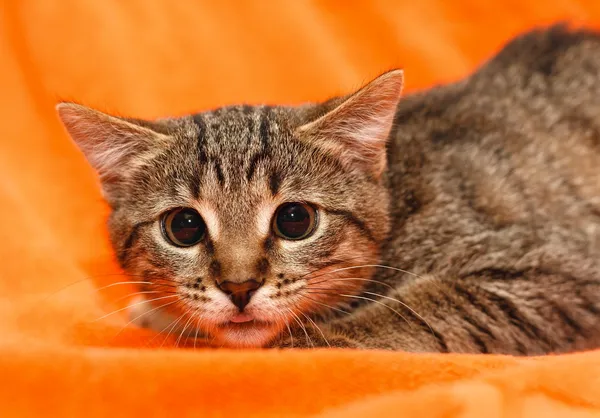 Gatto con occhi grandi su arancione — Foto Stock