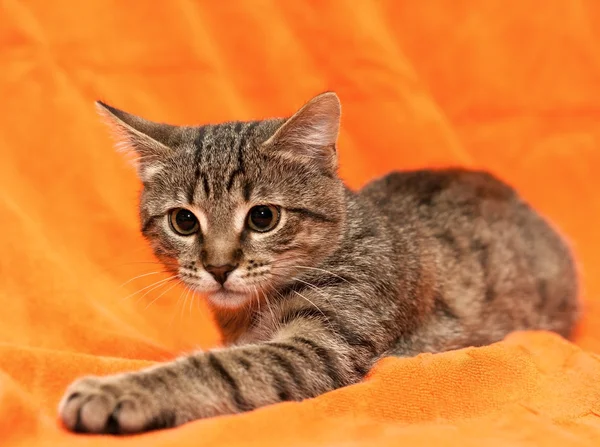 橙色背景上的虎斑猫 — 图库照片