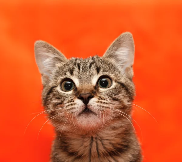 Primo piano del gatto tabby — Foto Stock