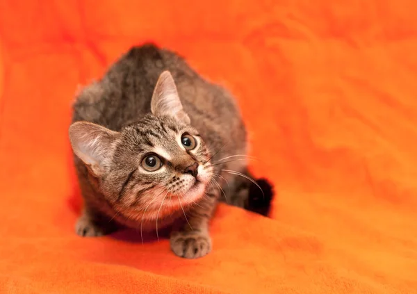 Gatto da tavolo su sfondo arancione — Foto Stock