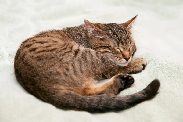 Pręgowany kot śpi — Zdjęcie stockowe