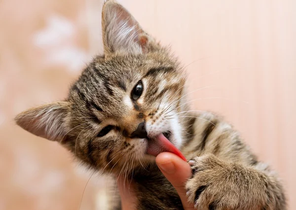 Kitten likken vinger — Stockfoto