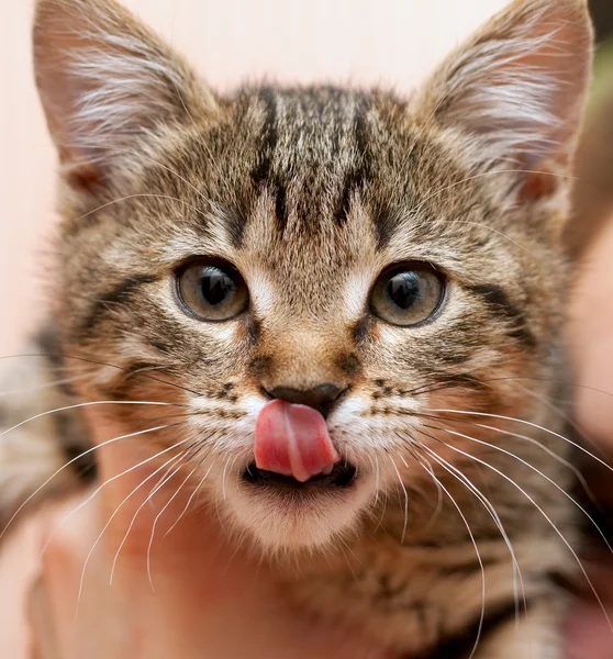 Кошеня облизуючи губи — стокове фото
