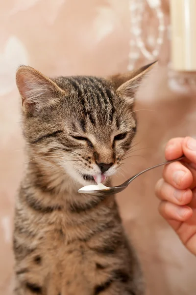 Gato come de uma colher — Fotografia de Stock