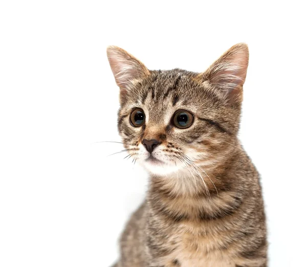 Kitten looks on white background — Stock Photo, Image